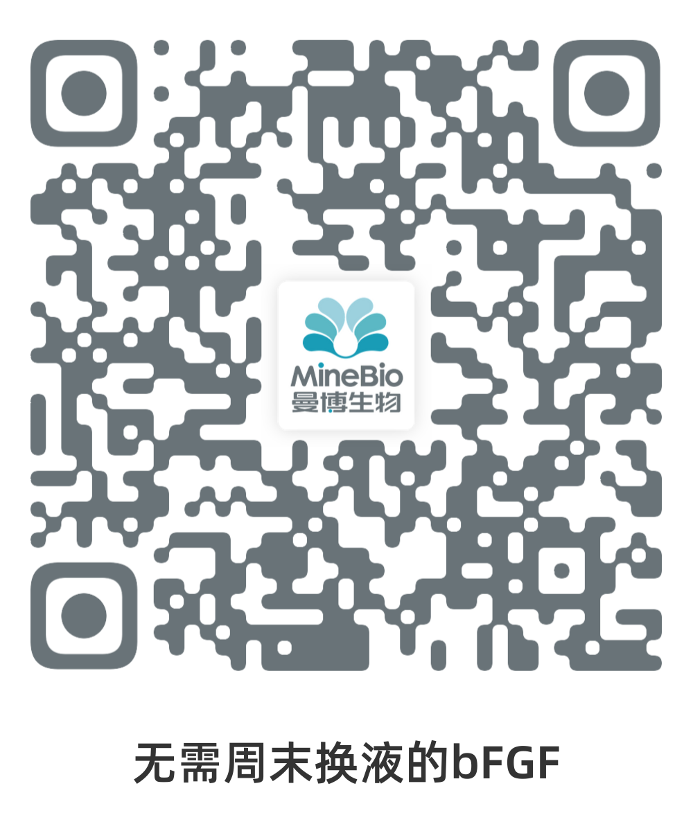 Qkine-无需周末换液的bFGF