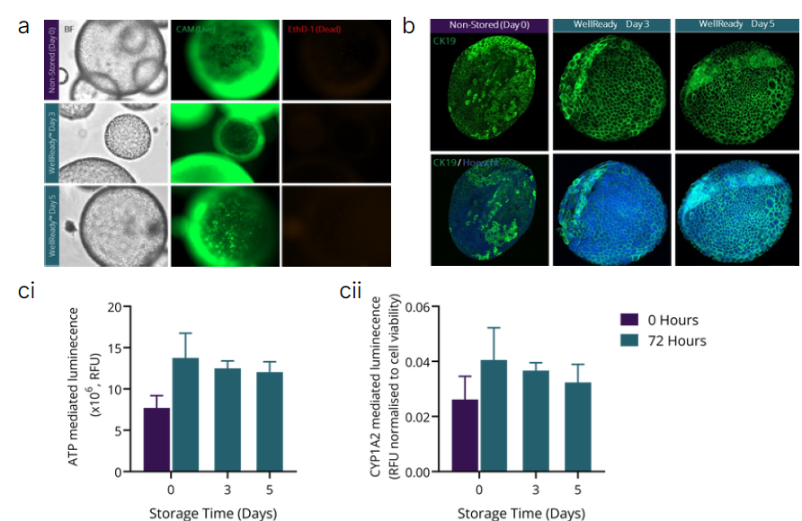从WellReady中释放后,将肝脏类器官回复并培养72小时进行实验