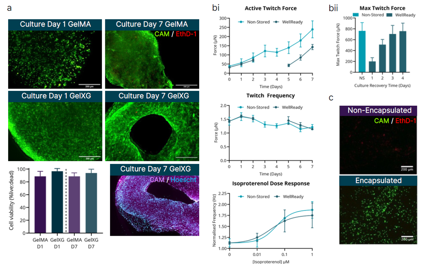 使用WellReady运输3D打印结构和工程微组织