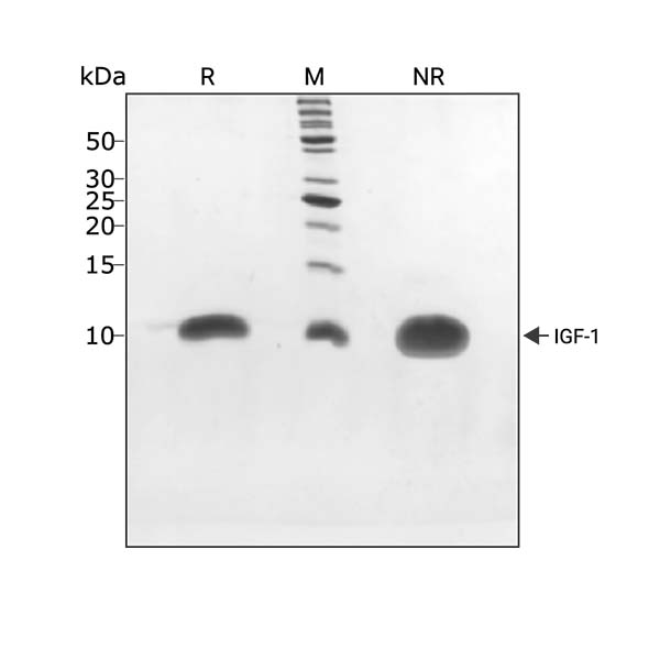 IGF-1蛋白在非还原(NR)条件和还原(R)条件下均以10kDa的单一条带迁移