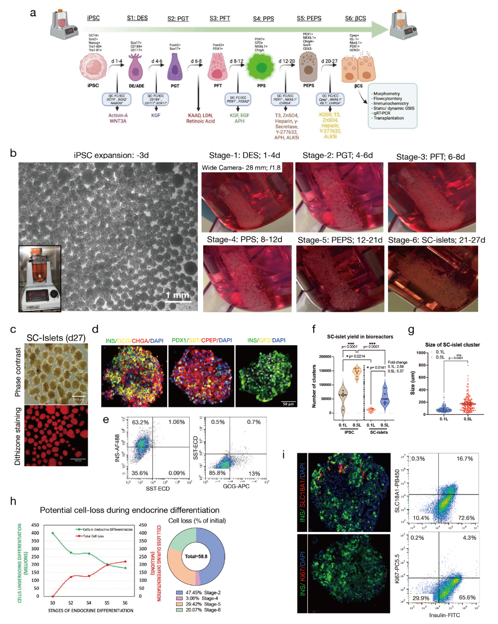 垂直轮生物反应器中iPSC衍生胰岛的完全悬浮培养分化与特性鉴定