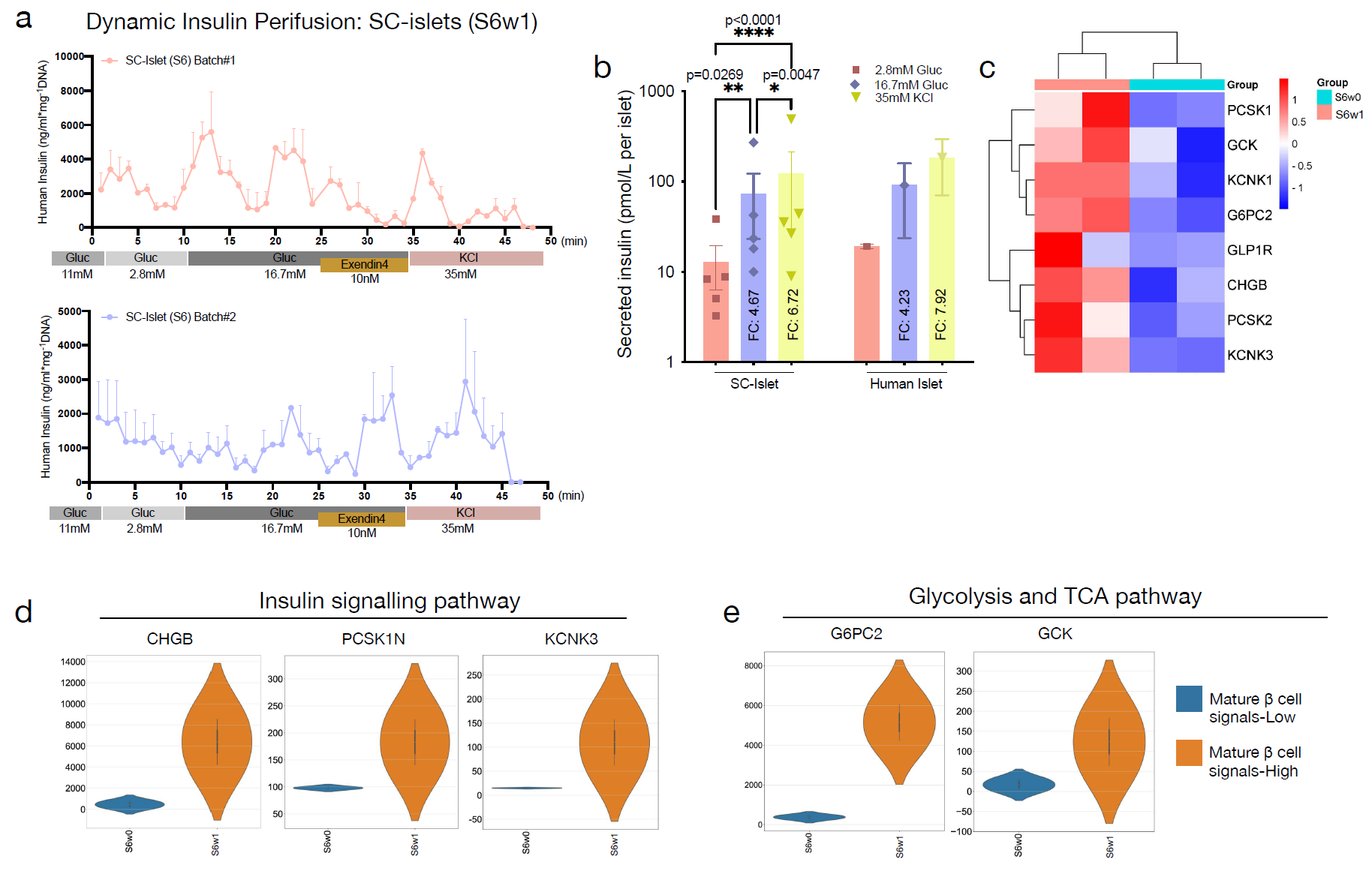 干细胞衍生胰岛的功能表型