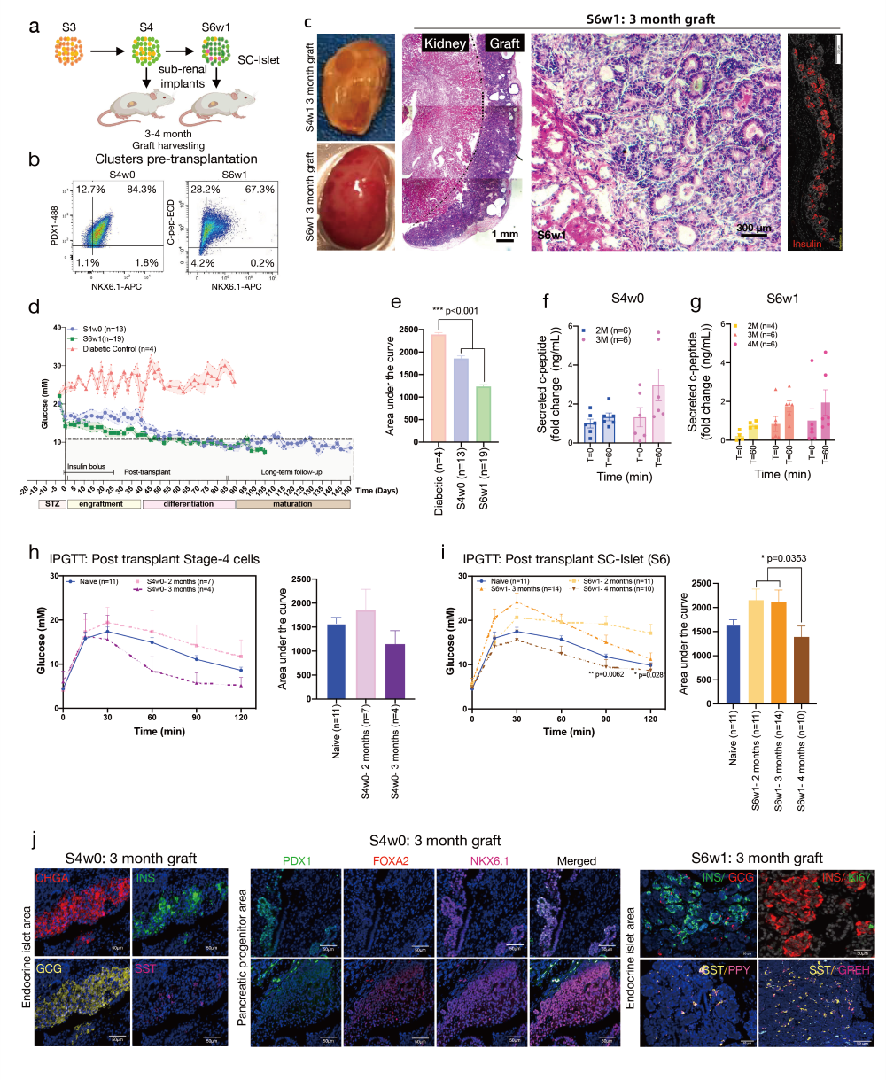 干细胞衍生的胰腺祖细胞和胰岛簇的体内移植