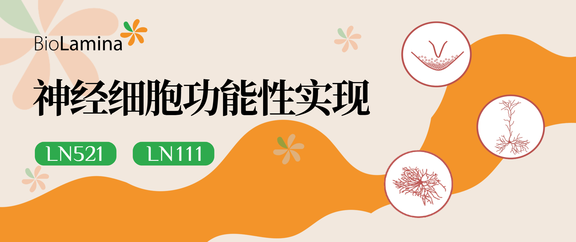神经细胞功能性实现！看Biolaminin如何表现