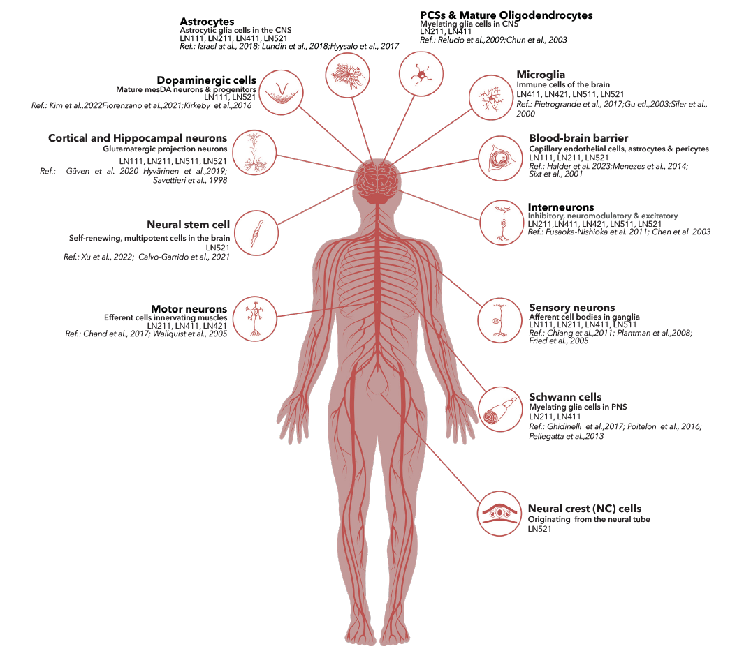 人神经细胞的层粘连蛋白分布