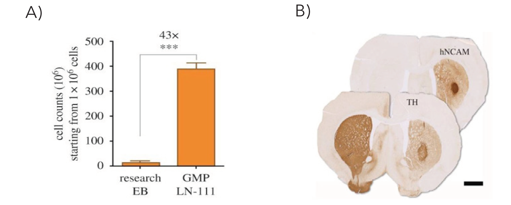 LN111上培养得到DA前体细胞量统计及移植27周后细胞存活与多巴胺分泌测定