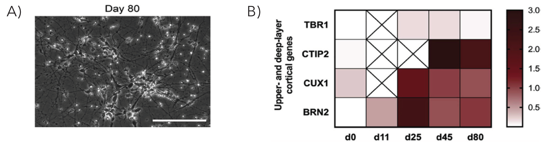 Biolaminin上培养分化80天的神经网络结构明场图及深层和上层标记物转录组特征