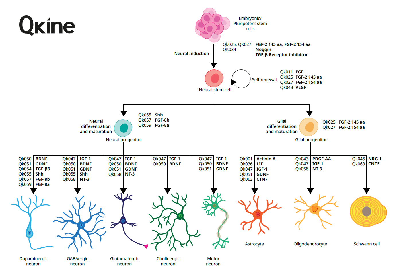 Qkine细胞因子全产品线