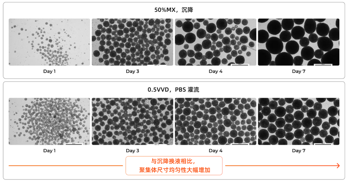 通过灌流实现更好的聚集体均匀性