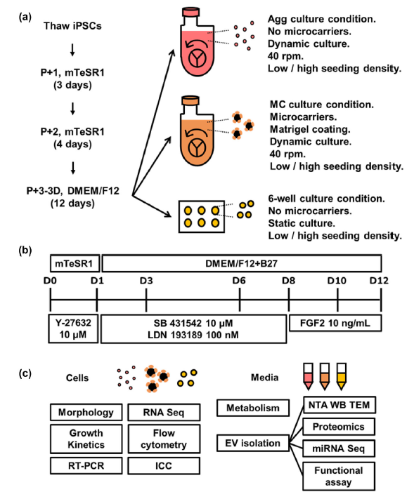 人类诱导多能干细胞接种方案示意图、分化时间表和实验设计示意图