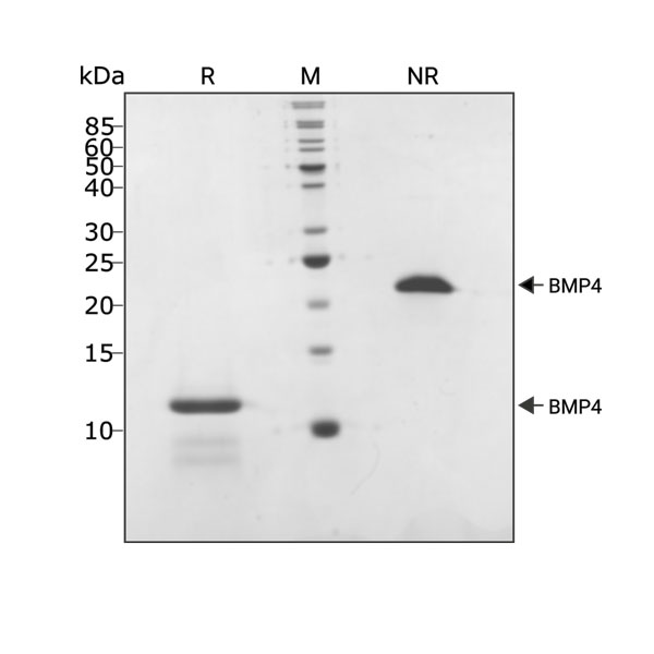 BMP-4蛋白(Qk038) 二聚体在非还原性(NR)条件下以24 kDa的单一条带迁移