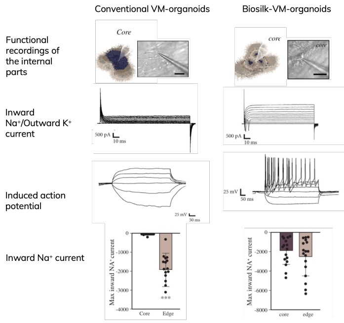 在Biosilk中培养90天时脑类器官功能细胞分布更广泛