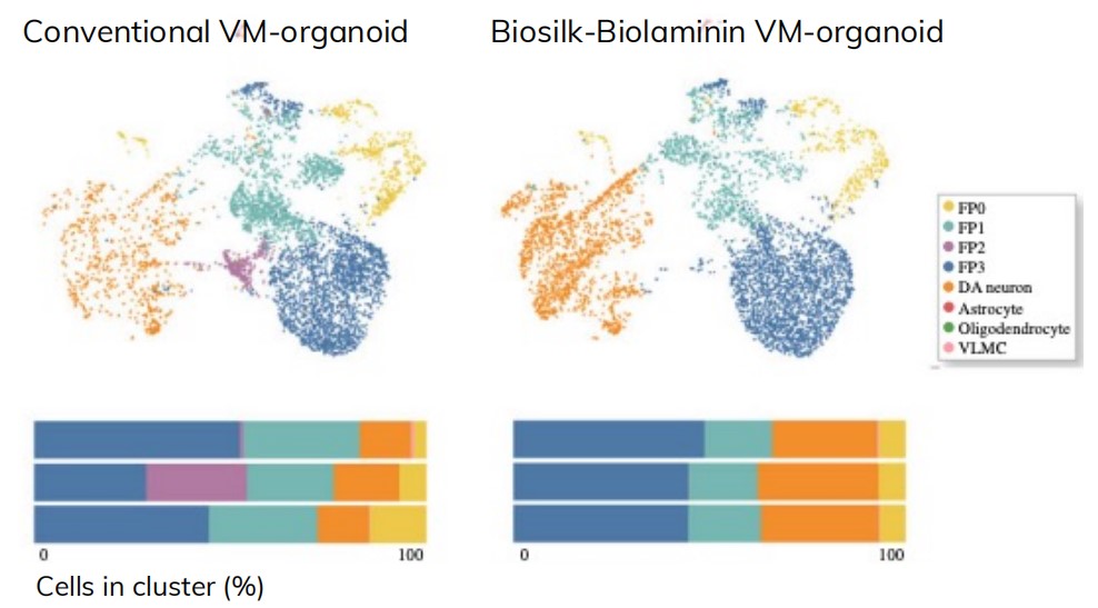 Biosilk-Biolaminin培养VM类器官较传统培养一致性更高
