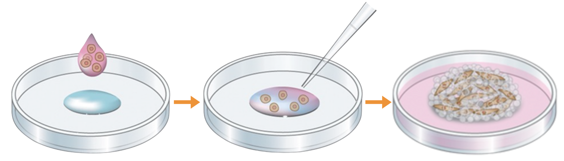 细胞到集群到类器官培养场景示意图
