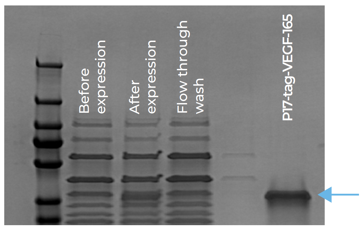 eProteinDiscovery系统放大表达可生成高产量,高纯度的VEGF165