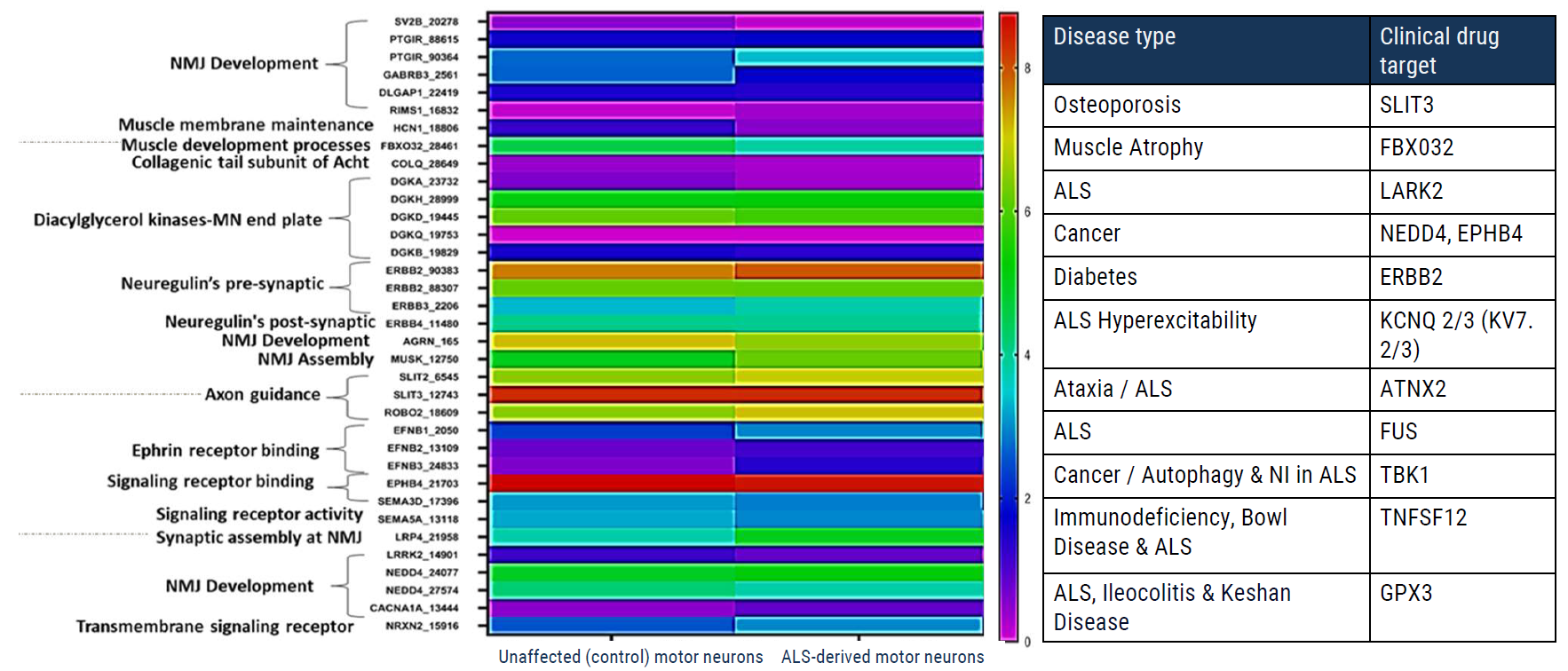 针对多种疾病类型当前临床已知的药物靶标，进行神经肌肉接头及其组件的TempoSeq或RNASeq分析