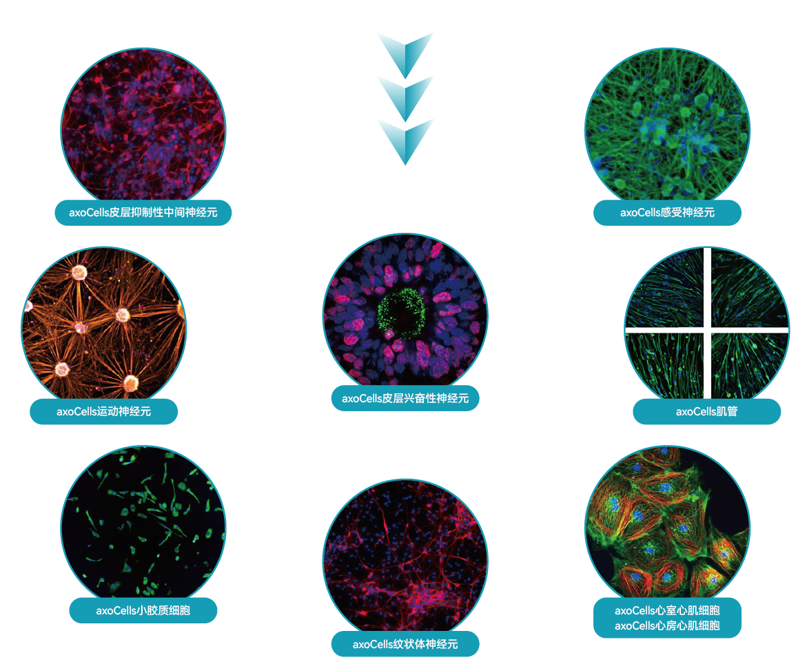 Axol可为用户提供丰富的细胞类型