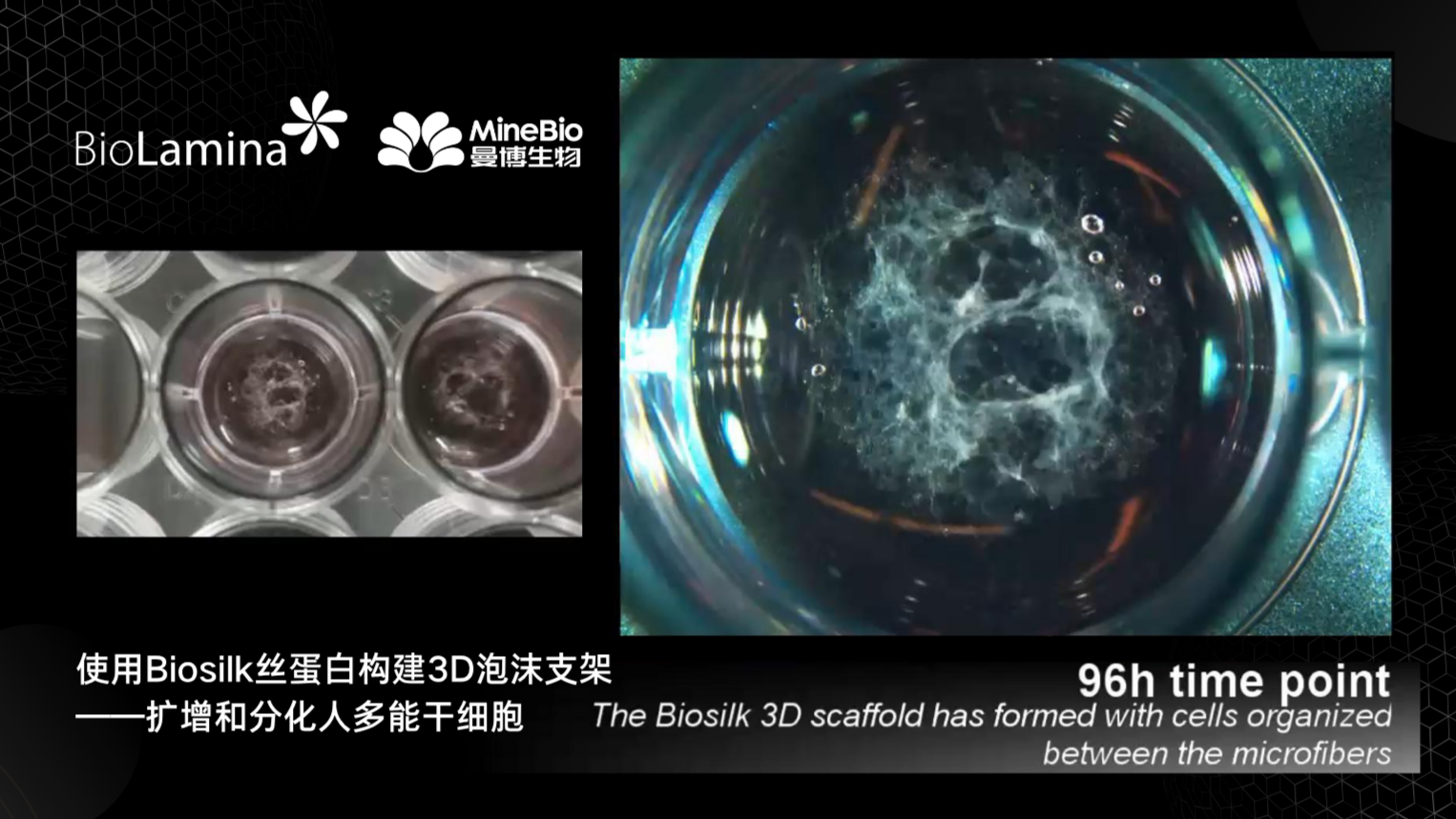 使用Biosilk丝蛋白构建3D泡沫支架，扩增和分化人多能干细胞