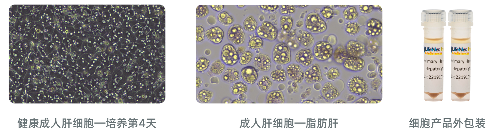 LifeNet人原代肝细胞产品适配不同研究场景