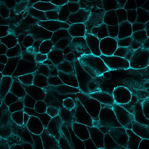 Polysciences的膜标记和神经元示踪染料提供鲜艳荧光和高清晰度或超微结构细节