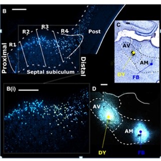 Fast Blue是一种常用作神经元示踪剂的荧光染料