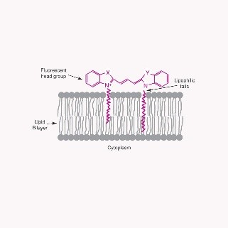 CellVue膜标记试剂盒采用专有的膜标记技术