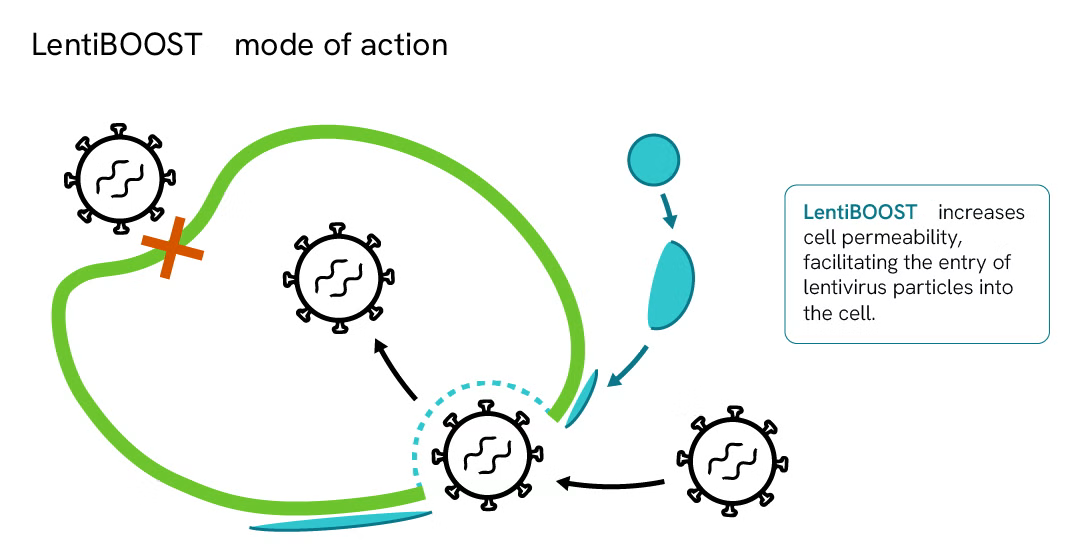 LentiBOOST慢病毒转导增强剂作用原理图示