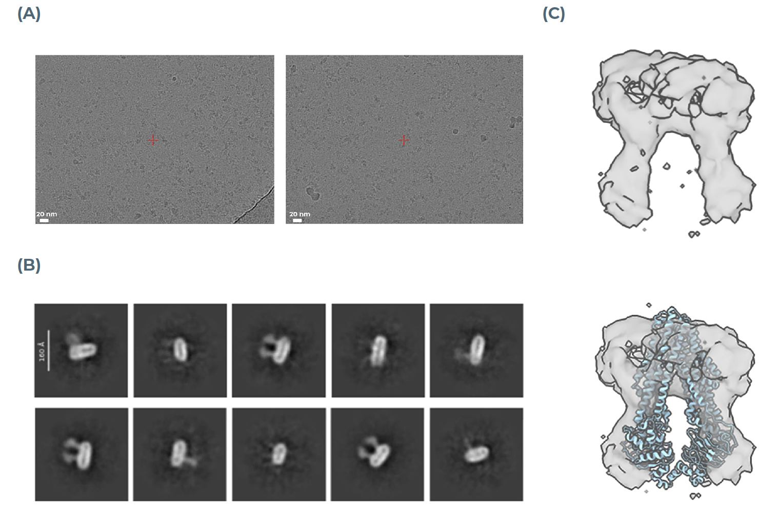   图5：纳米盘中MsbA的冷冻电镜分析