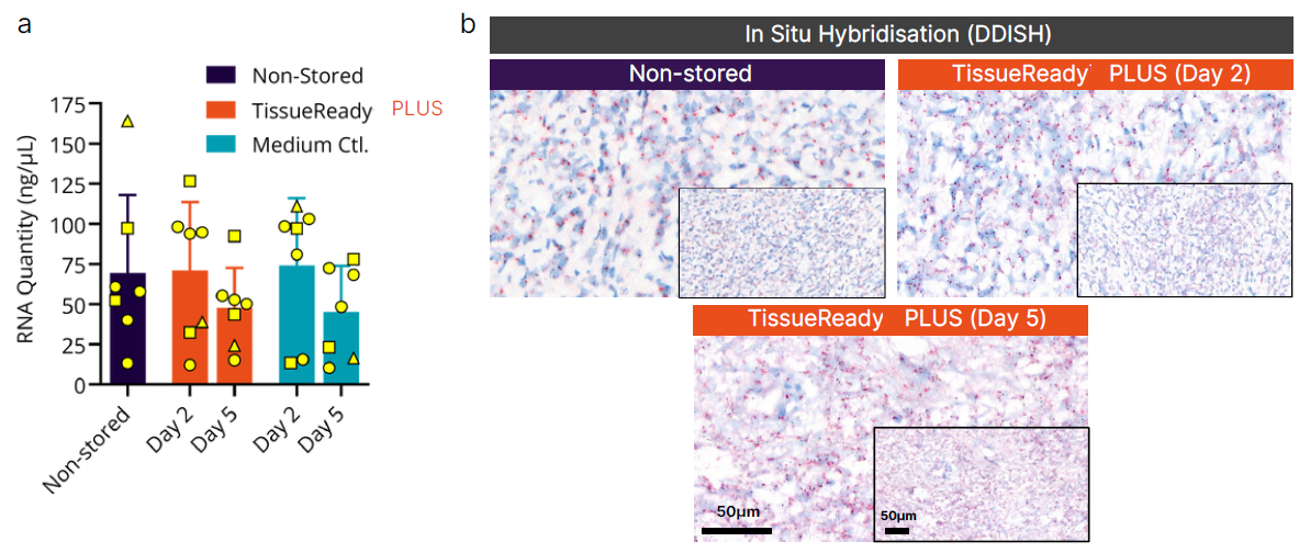 TissueReady PLUS保存的组织可以提取RNA和进行原位杂交