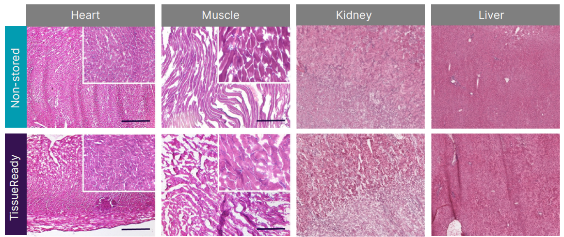 在TissueReady中保存新鲜收集的小鼠组织