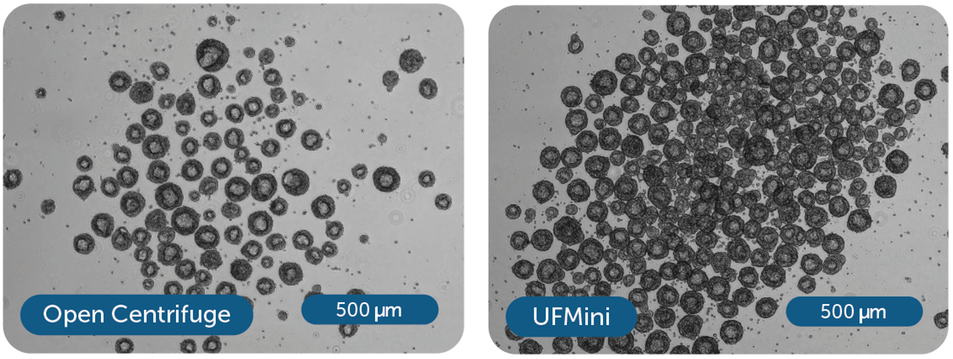 细胞明场图，比较两种不同收获方法收获的细胞在第3天形成的聚集体形态