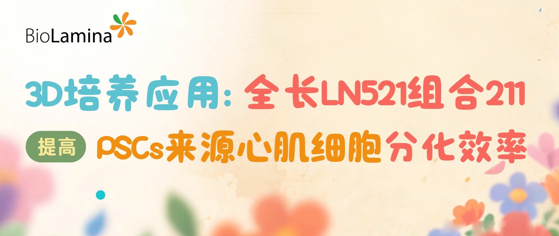 3D培养应用之全长LN521组合221提高PSCs来源心肌细胞分化效率