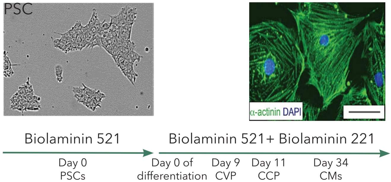 LN521+221联合生成PSCs-CMs流程