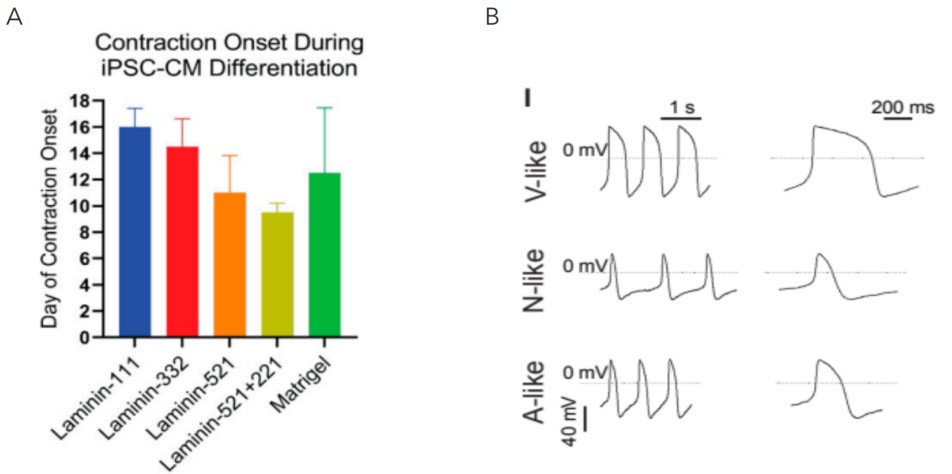 分化第9.5天时不同底物策略中PSCs-CMs收缩功能检测及电生理动作电位检测的代表性图像