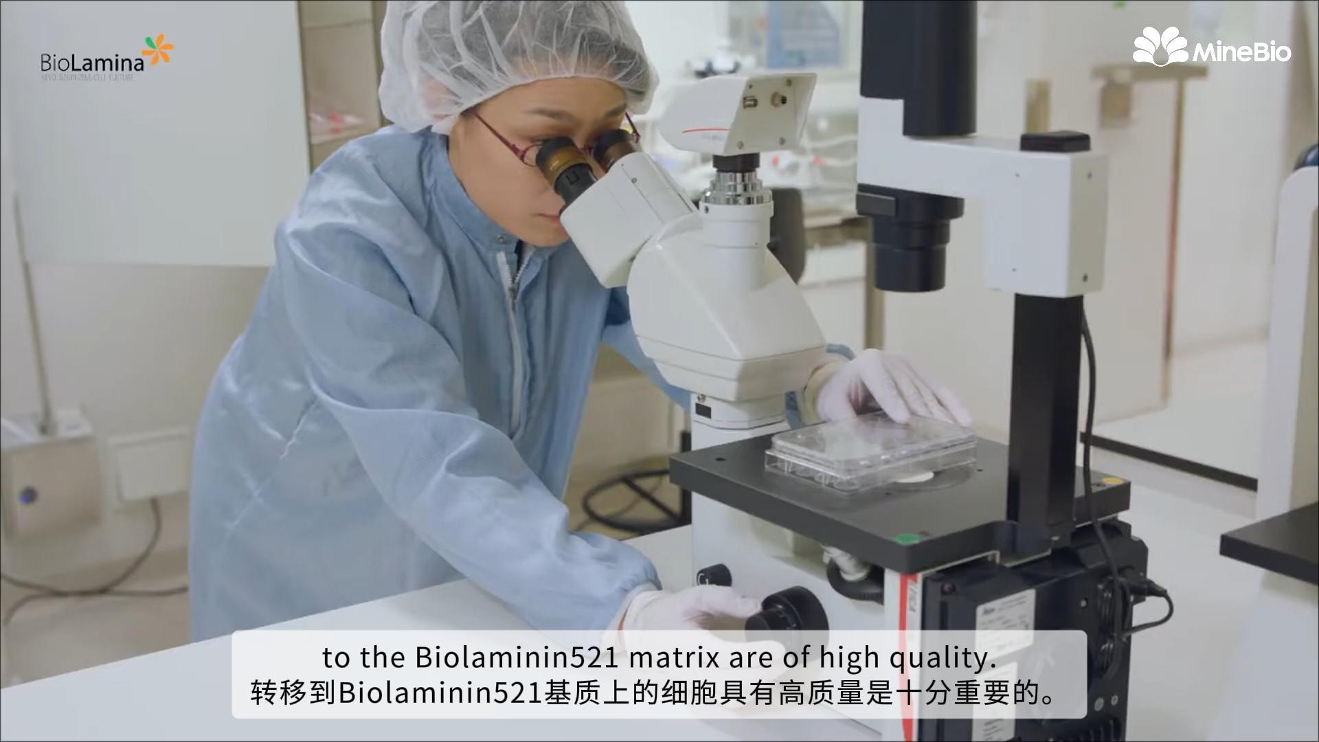 hPSC干细胞培养：从其他基质底物转移至LN521