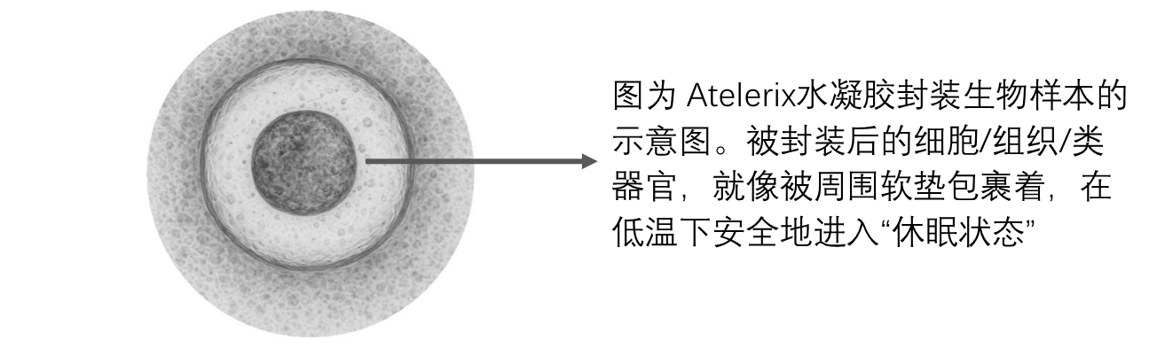 Atelerix水凝胶封装生物样本示意图