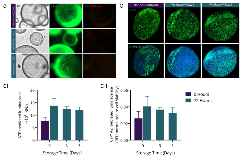 肝脏类器官在使用Atelerix品牌WellReady储存时能够维持其结构和功能