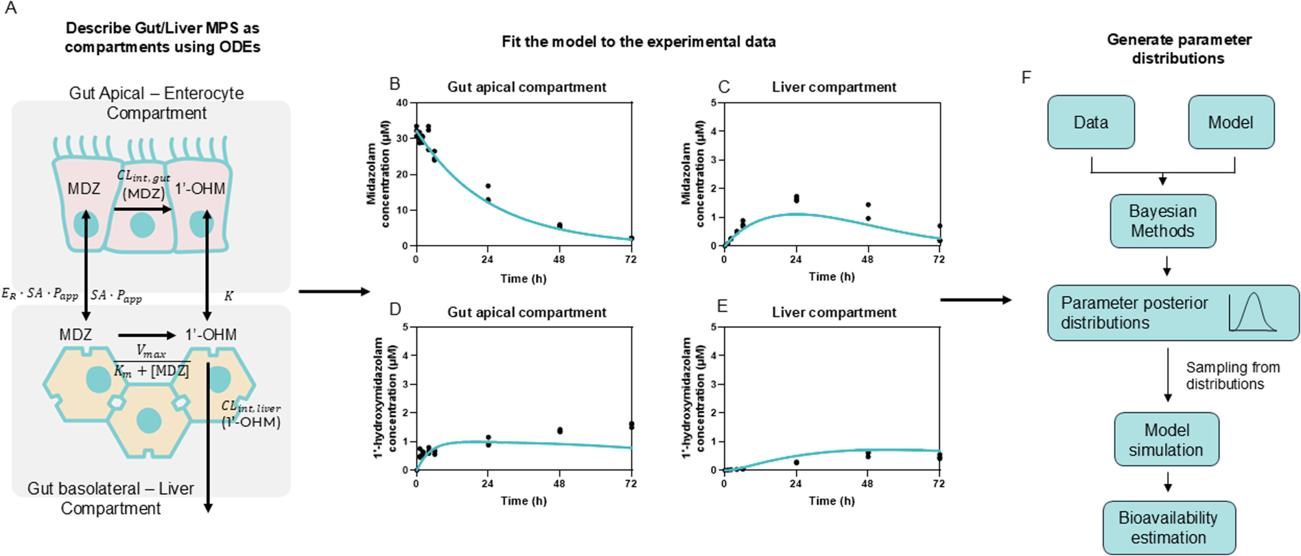 CN Bio将计算机模拟工具与器官芯片集成：咪达唑仑案例研究