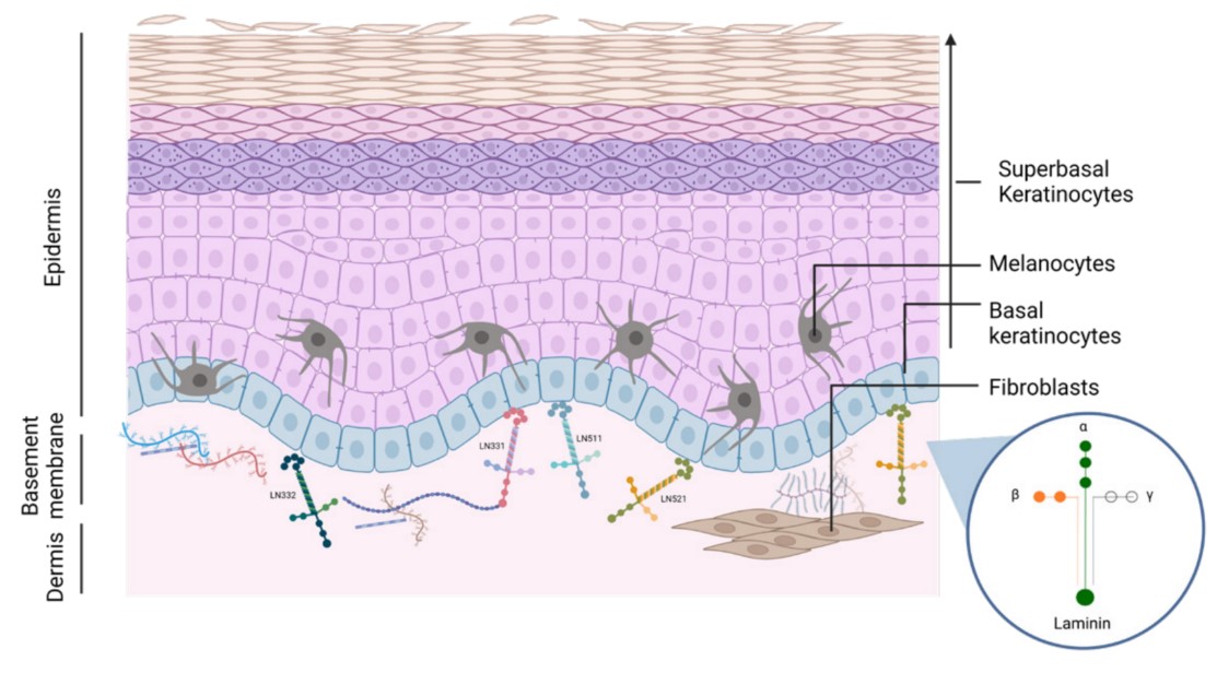 皮肤结构与丰富的层粘连蛋白