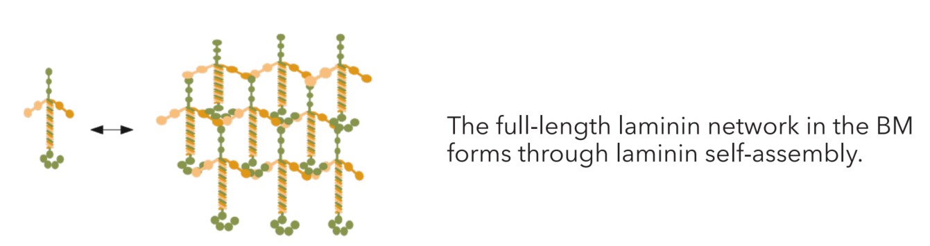 基底膜中层粘连蛋白的自组装