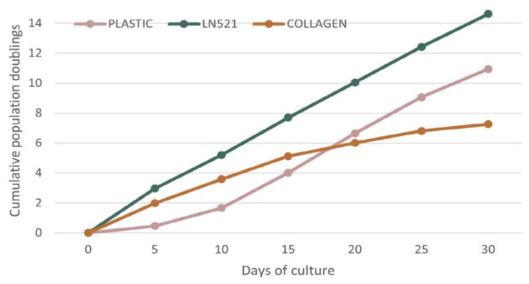 LN521支持角质形成细胞的快速增殖