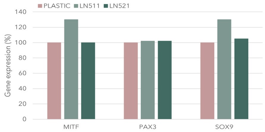 人表皮黑色素细胞在LN521及511上表达黑色素细胞标记物