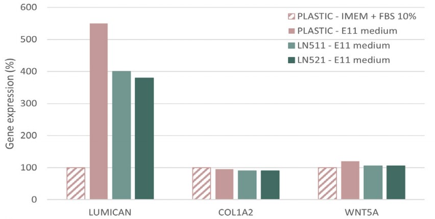 成人人成纤维细胞在LN521和511上培养25天后特异性标志物的qPCR水平无显著降低