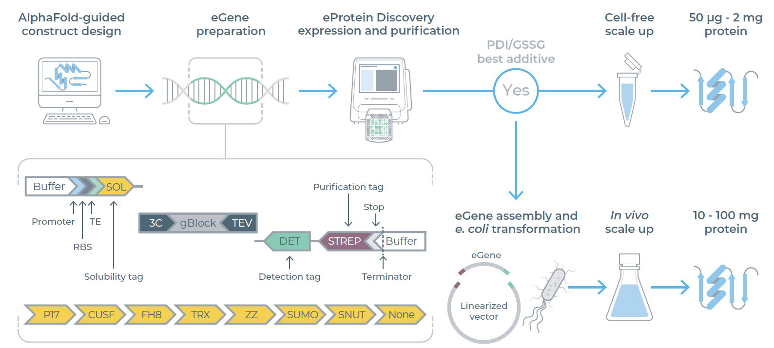 利用AlphaFold结构预测生成蛋白质构建体