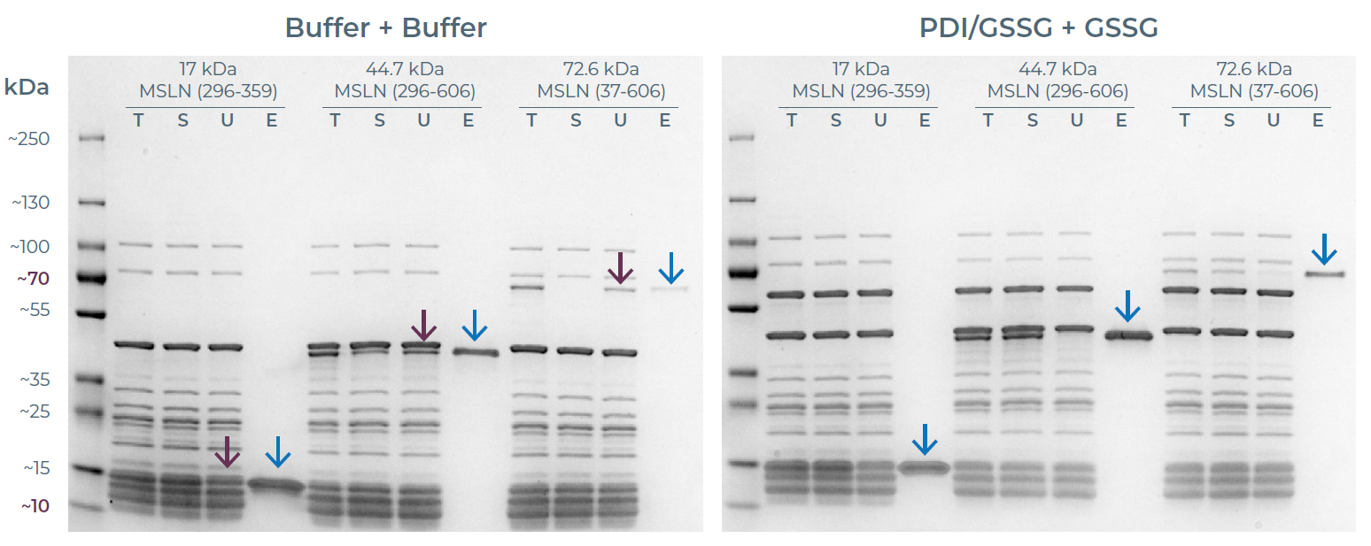 MSLN变体的SDS-PAGE分析