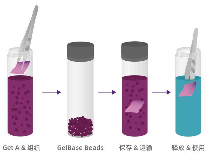 TissueReady PLUS可在室温下维持新鲜组织的活性与质量