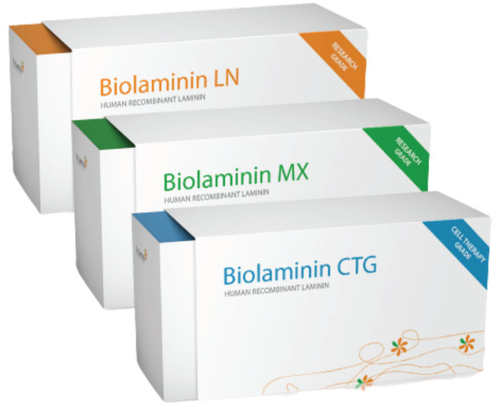 从早研到临床转化均适用的laminin521重组蛋白