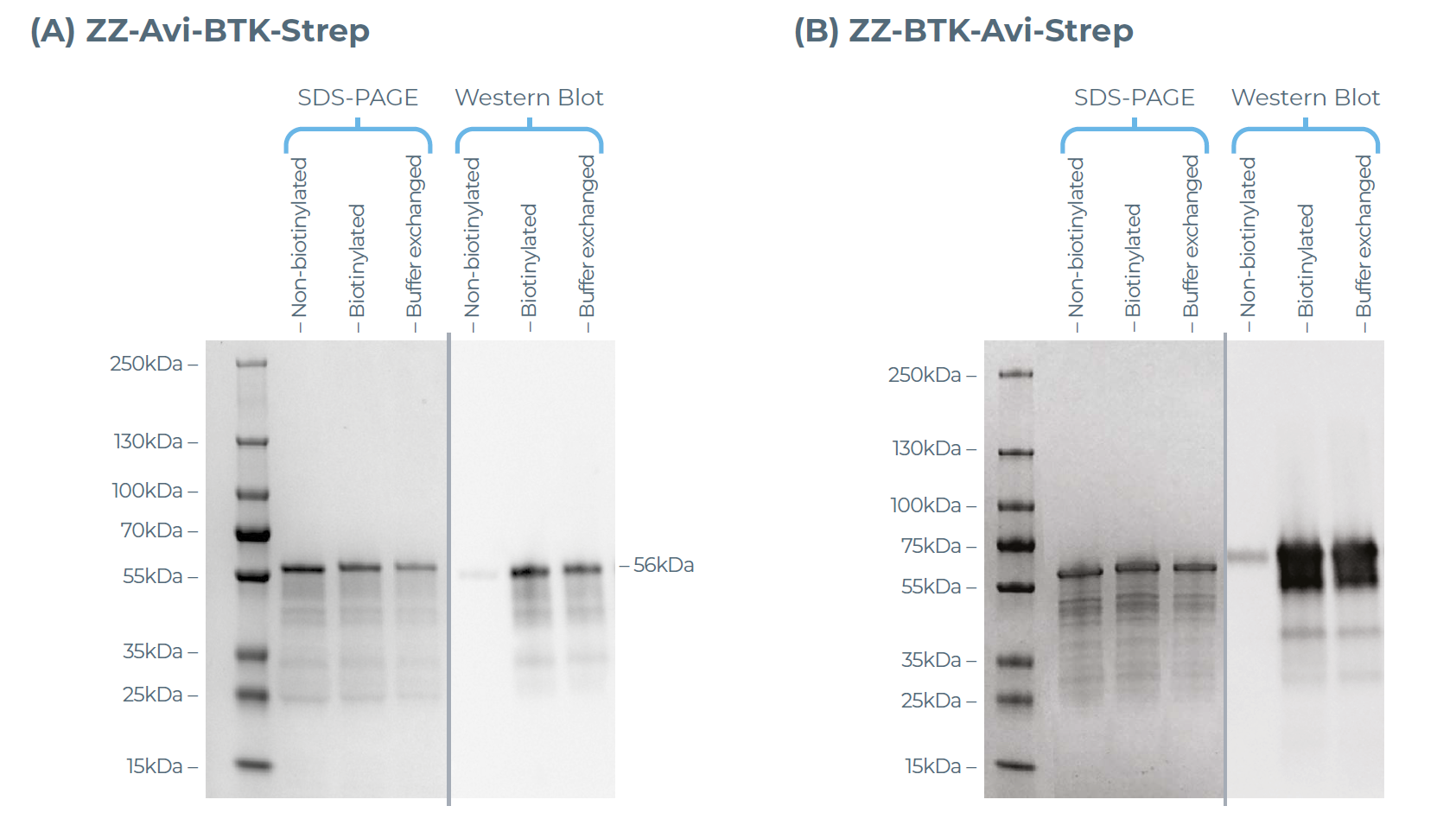 采用Streptavidin-A488对N端和C端带Avi标签的BTK392-659蛋白的生物素化情况进行Western blot分析