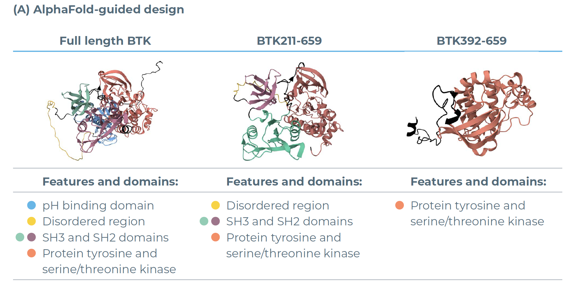 所筛选BTK变体的AlphaFold结构预测图