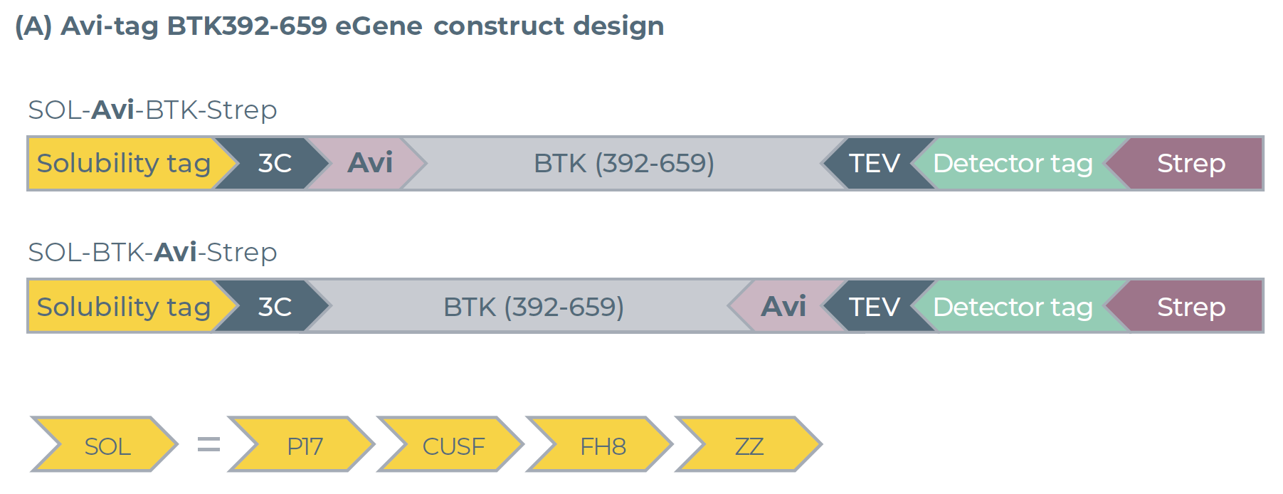 N端和C端带 Avi标签的BTK392-659变体的eGene构建体设计图
